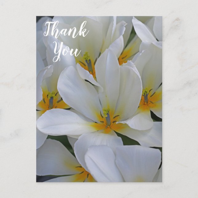Weiße und gelbe Blumen Danke Postkarte (Vorderseite)