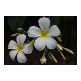 Weiße und gelbe Plumeria Poster