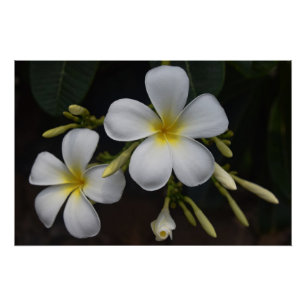 Weiße und gelbe Plumeria Poster