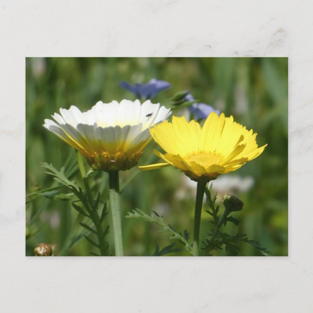 Weiße und gelbe Wildblume Postkarte (Vorderseite)