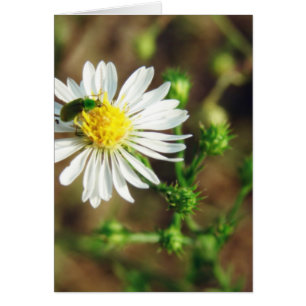 Weiße und grüne Blume und Insektenleere innen