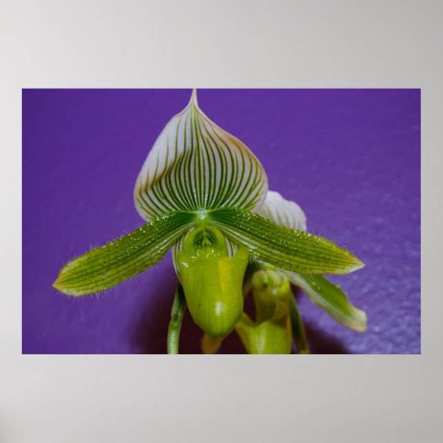 Weiße und grüne Frau Slipper Orchid Poster (Vorne)