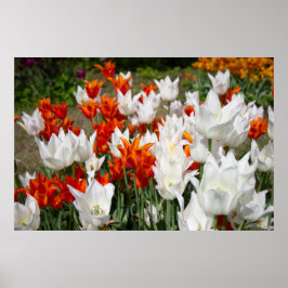 Weiße und Ingwer Tulpen im Garten Poster