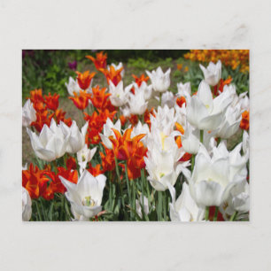 Weiße und Ingwer Tulpen im Garten Postkarte