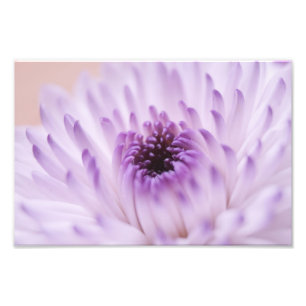 Weiße und lila Blume Fotodruck
