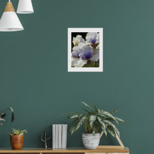 Weiße und Lila Iris Blüten Poster
