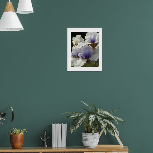 Weiße und Lila Iris Blüten Poster (Wohnzimmer 1)