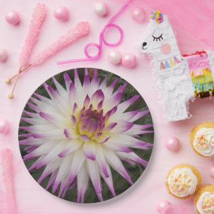 Weiße und Lila Kaktus Dahlia Floral Pappteller