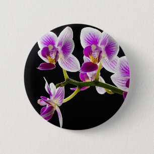 Weiße und lila Orchidee Button