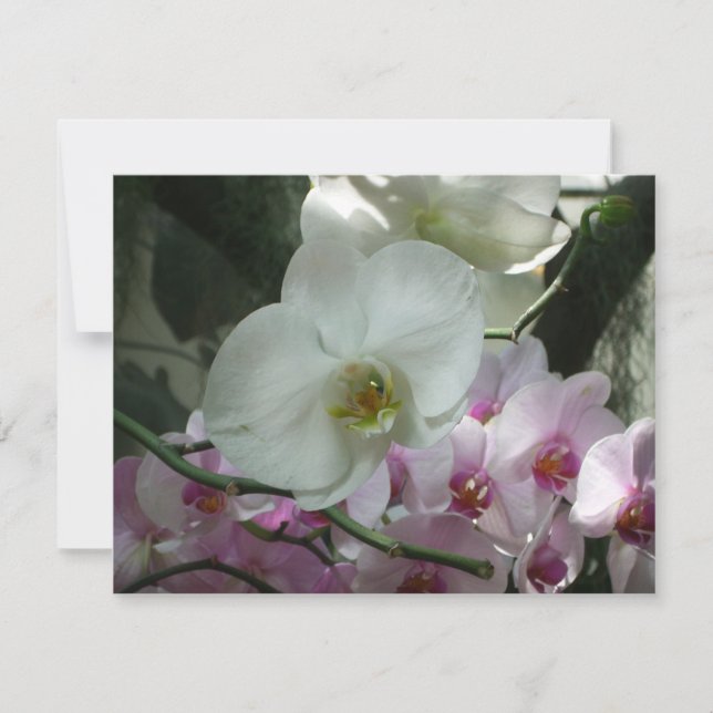 Weiße und Lila Orchideen (Vorderseite)