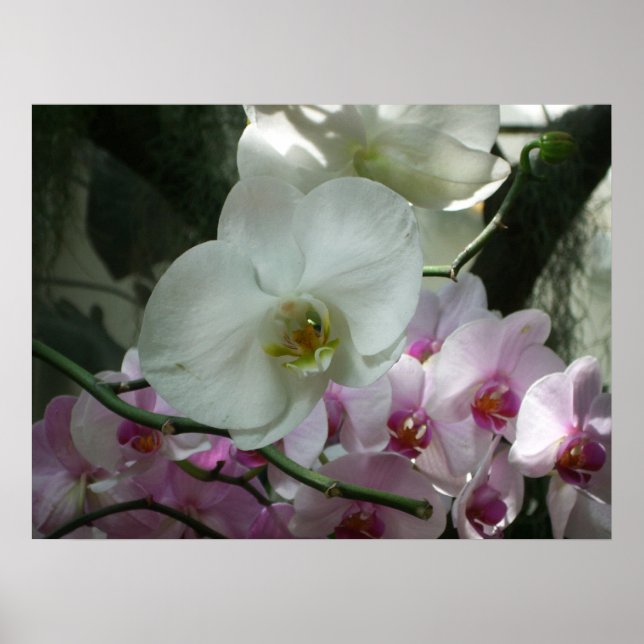 Weiße und Lila Orchideen Poster (Vorne)