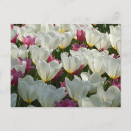 Weiße und Lila Tulpen Postkarte