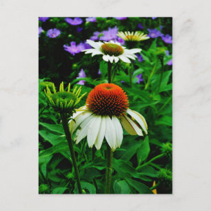 Weiße und orange KoneBlumen Postkarte