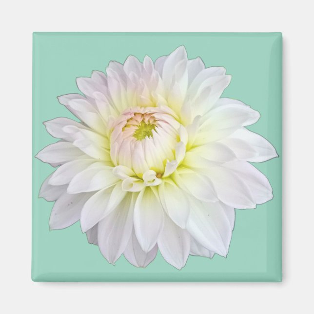 Weiße und rosa Blume Magnet (Vorne)