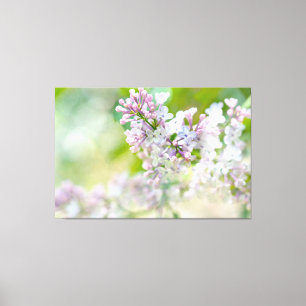 Weiße und rosa Misty Lilacs Leinwanddruck