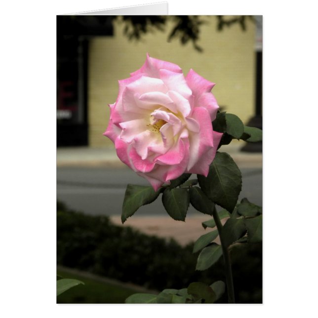 Weiße und rosa Rose (Vorne)