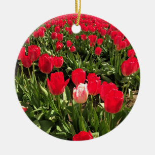 Weiße und rosa Tulip in einem roten Tulip-Feld, Or Keramik Ornament
