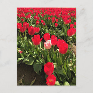 Weiße und rosa Tulip in einem roten Tulip-Feld, Or Postkarte