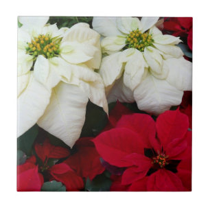 Weiße und rote Poinsettien II Weihnachtsfeiertag Fliese