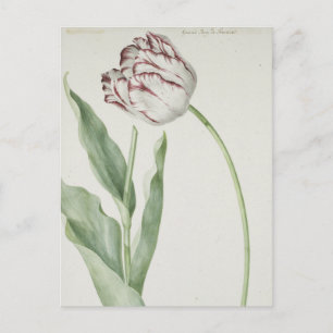 Weiße und rote Tulpe Vintage-Fin-Art-Postkarte Postkarte