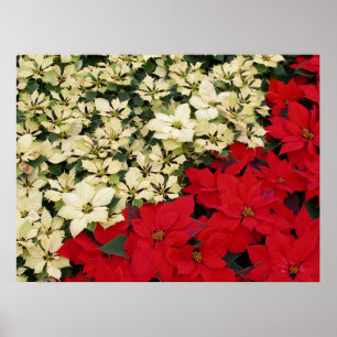 Weiße und rote Weihnachtssterne I Festliche Blumen Poster