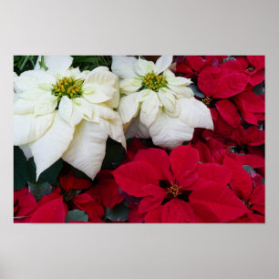 Weiße und rote Weihnachtssterne II Weihnachtsfeier Poster