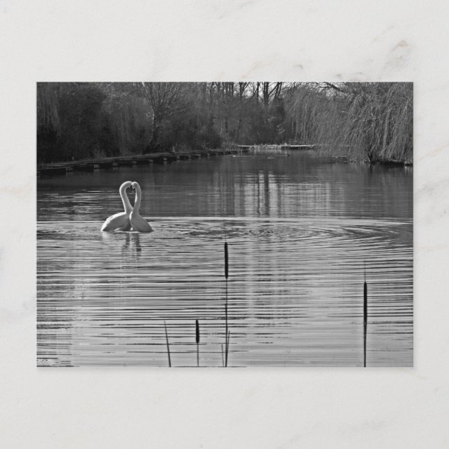 Weiße und schwarze Schwäne Postkarte (Vorderseite)