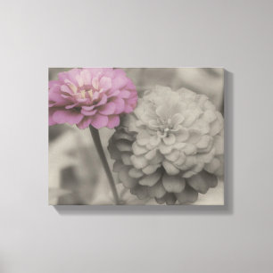 Weiße und schwarze Zinnienblüten in Rosa Leinwanddruck