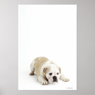 Weiße und tan Bulldogge Poster