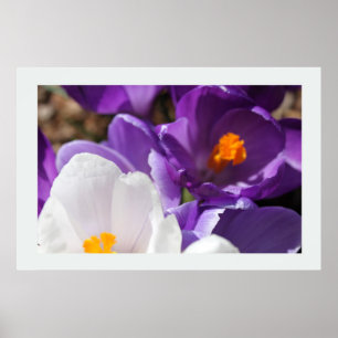 Weiße und violette Frühlingsblumen Poster