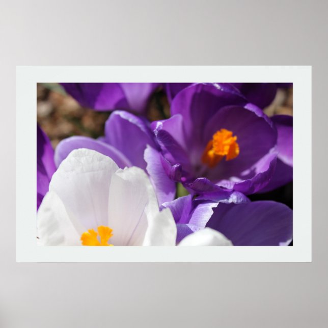 Weiße und violette Frühlingsblumen Poster (Vorne)