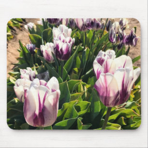 Weiße und violette gestreifte Tulpen Mousepad
