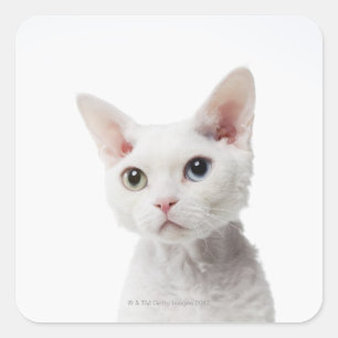 Weiße, ungerade mit Augen Katze 2 Quadratischer Aufkleber