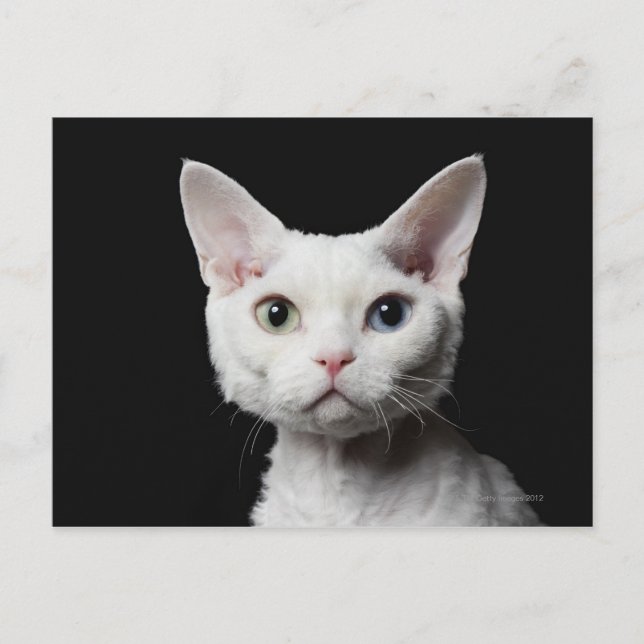 Weiße, ungerade mit Augen Katze Postkarte (Vorderseite)