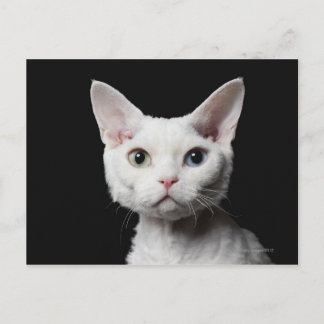 Weiße, ungerade mit Augen Katze Postkarte