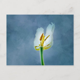 Weiße, verwelkende TulpenBlume Postkarte