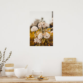 Weiße Viburnum-Blüten blühendes Poster Print