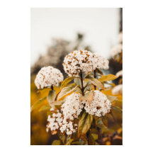Weiße Viburnum-Blüten blühendes Poster Print