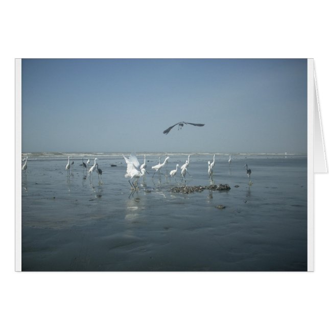 Weiße Vögel zeigen Hakuna matata.JPG (Vorderseite (Horizontal))