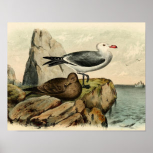 Weiße vorangegangene Möve Poster