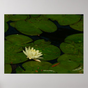 Weiße Wasserlilie I Friedliche Blumenfotografie Poster