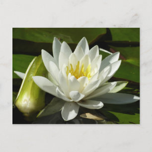 Weiße Wasserlilie und Blüten Postkarte