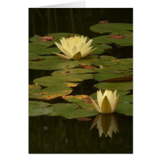 Weiße Wasserlilien