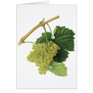 Weiße Weintrauben am Weinstock, Vintage-Lebensmitt