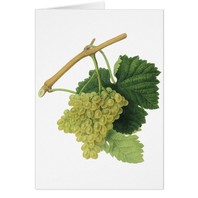 Weiße Weintrauben auf dem Weinberg, Vintages Leben (Vorne)