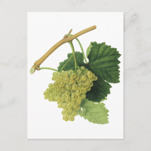 Weiße Weintrauben auf dem Weinberg, Vintages Leben Postkarte
