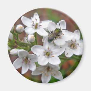 Weiße Wildblume und Bienenfliegen Magnet