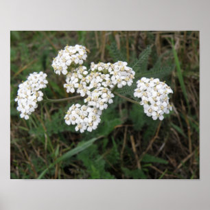 Weiße Wildblumen Druck Poster