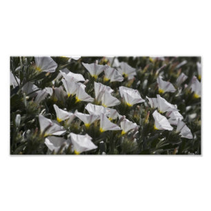 Weiße Wildblumen Fotodruck