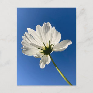 Weiße Wildblumen-Postkarte Postkarte